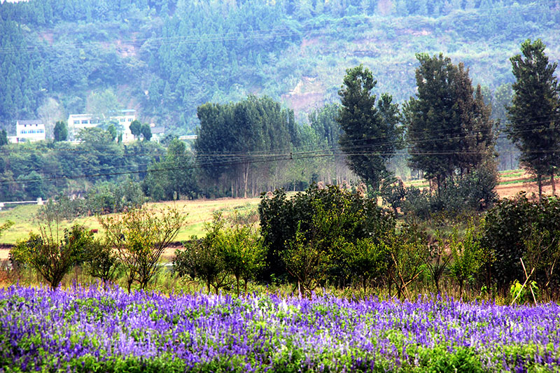 【原创纪实】 打造中的"西部花都"盐亭鳌鱼村