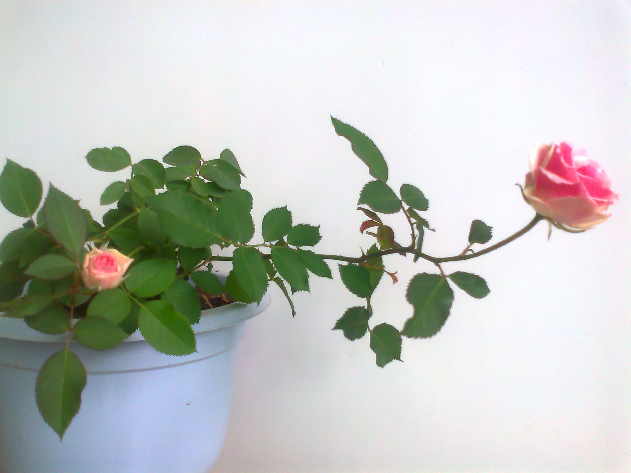 Ƭ0662.jpg