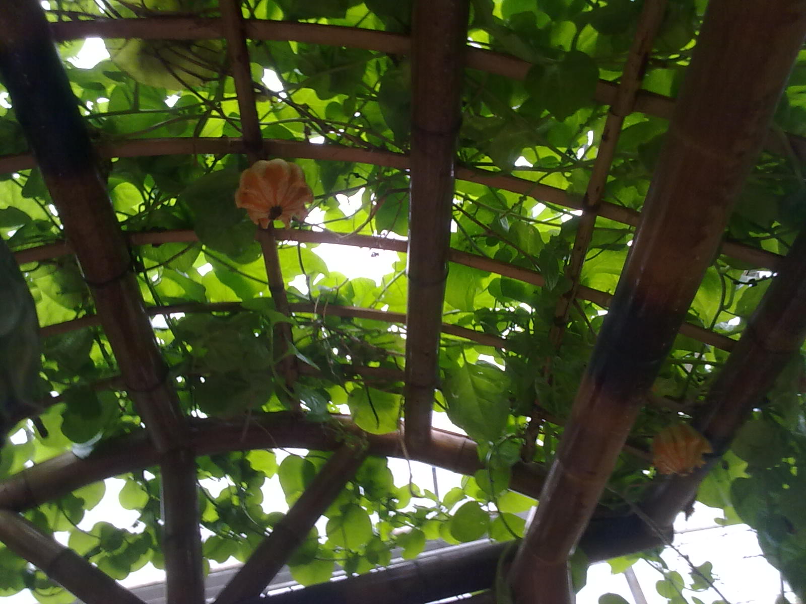 Ƭ 042.jpg