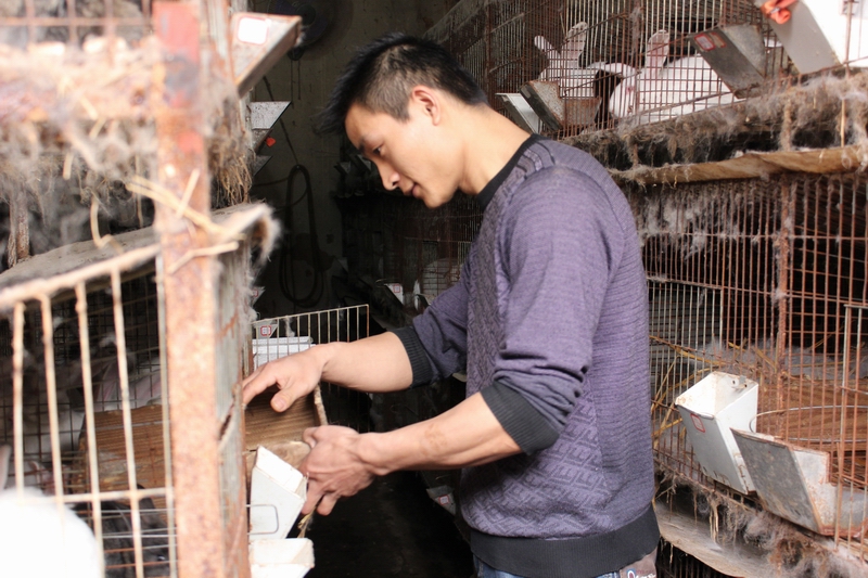 隆昌县渔箭镇养兔专业户—林强