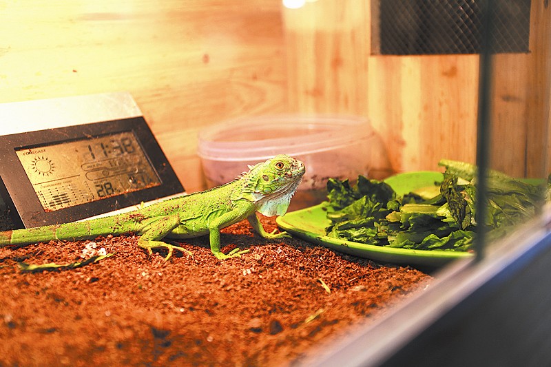 成都宠物-麻辣社区 四川第一网络社区 你的言论 影响四川