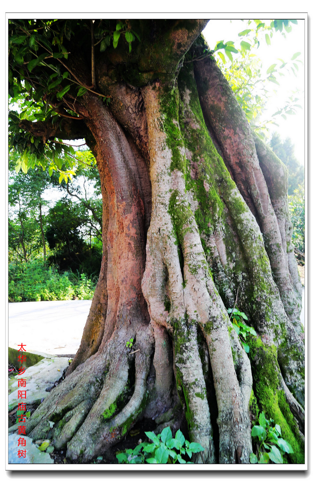 千年黄角树