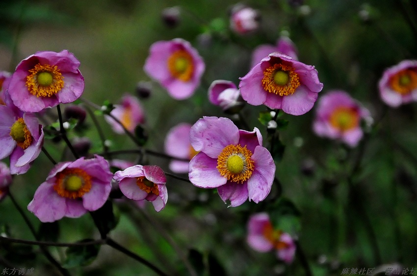 DSC_0245.jpg