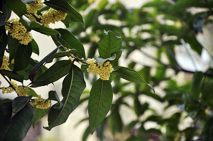 桂花城:桂花树之春