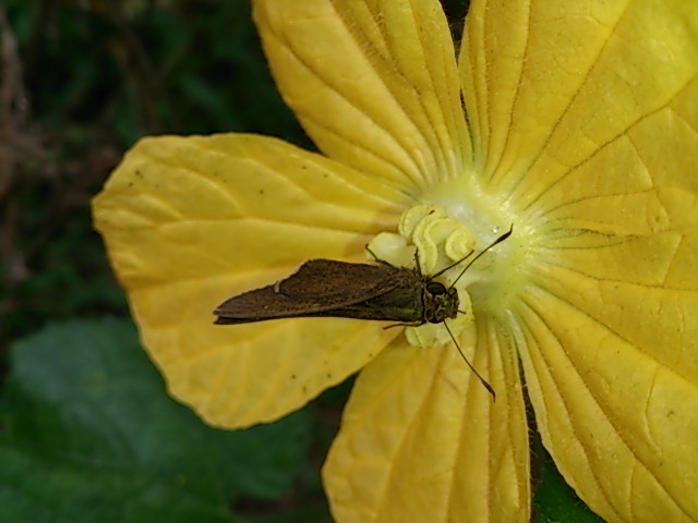 DSC_1207.jpg