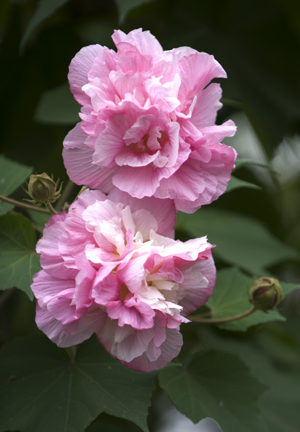 DSC_6470.jpg