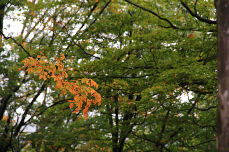 IMG_4576.JPG
