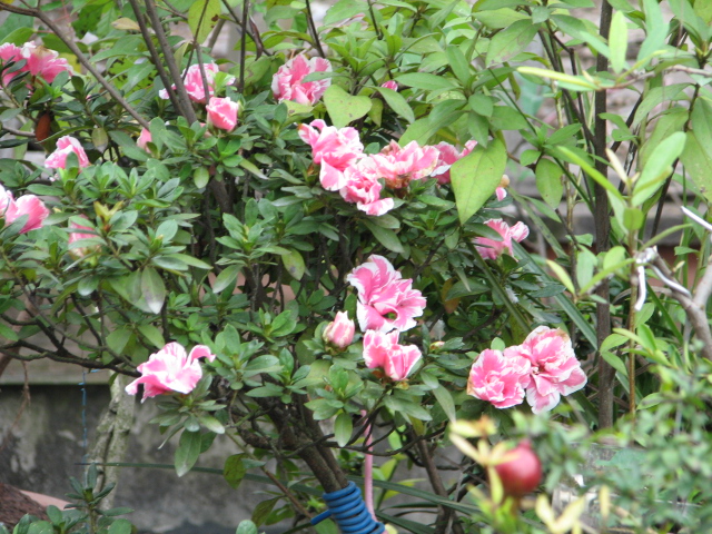 IMG_6720.jpg
