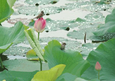 "看图题诗":七绝·荷塘问答