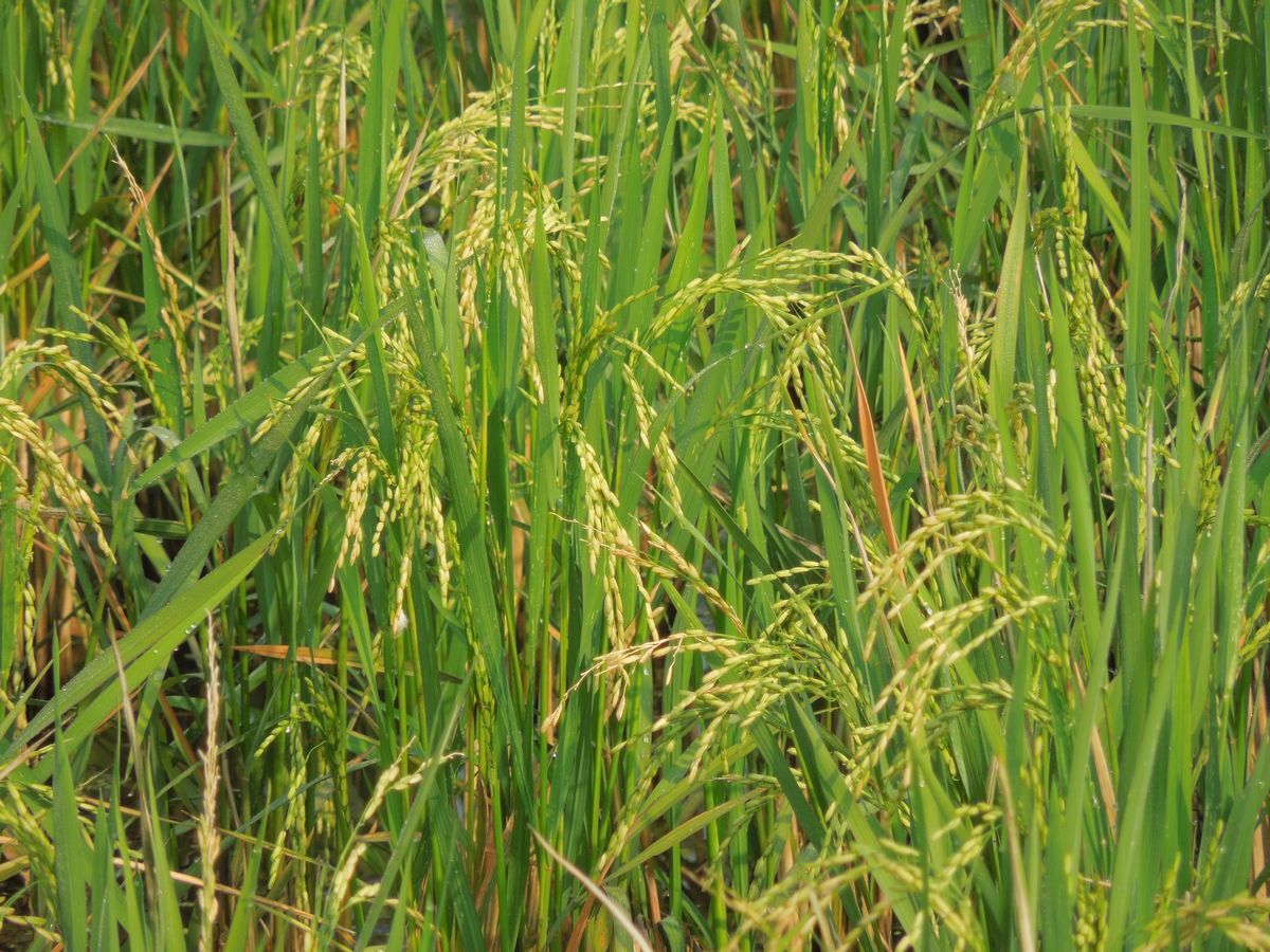 骑游迎祥观再生稻