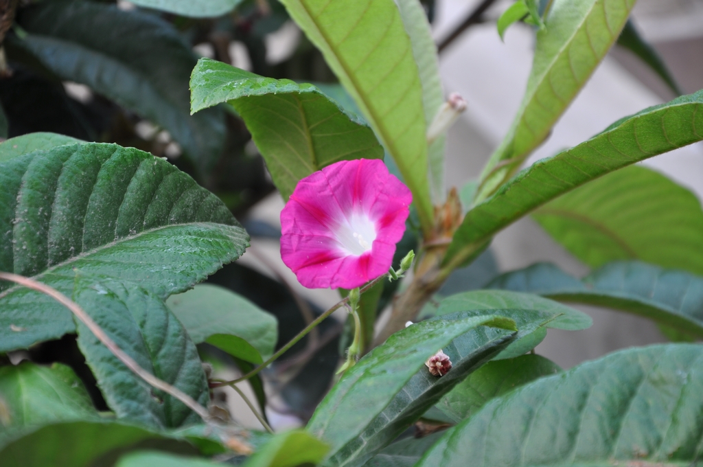 DSC_0082.JPG