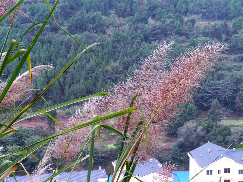 美丽多姿的巴茅花(图)