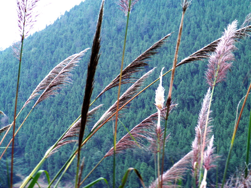AMBA0876.JPG