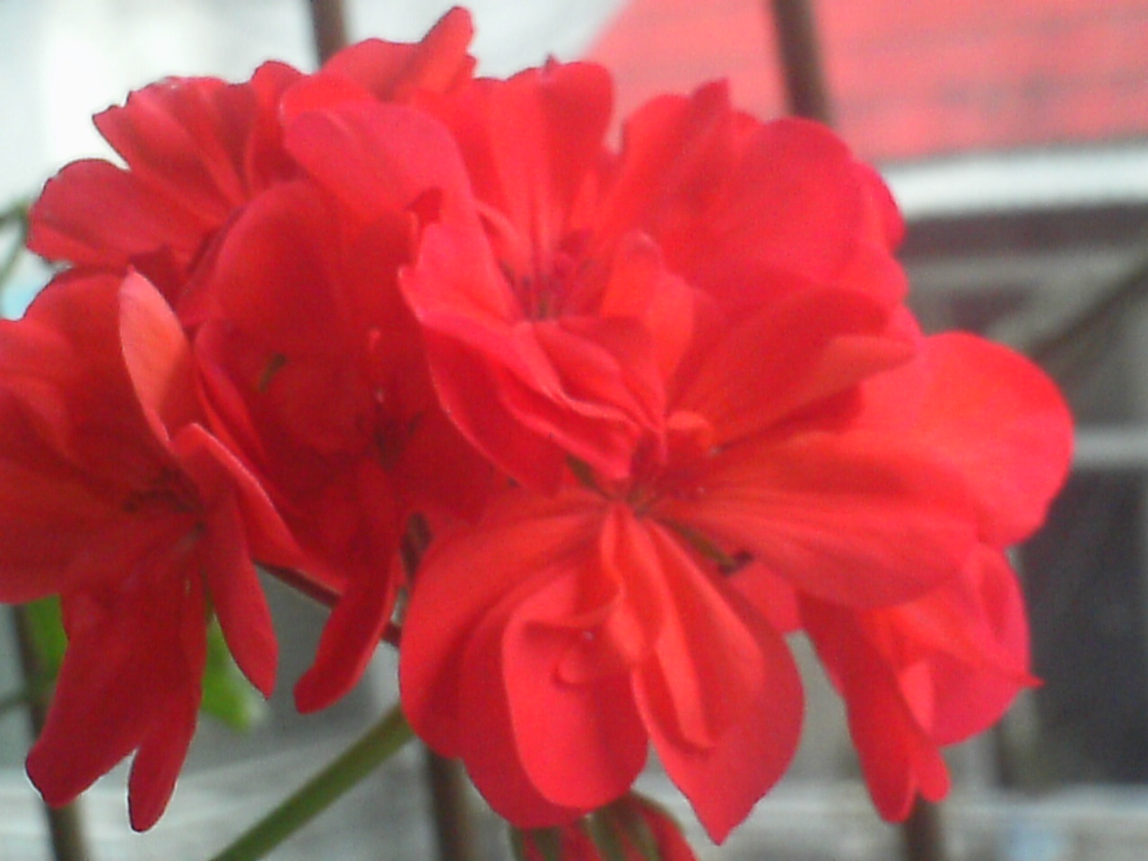 PICT0006.JPG