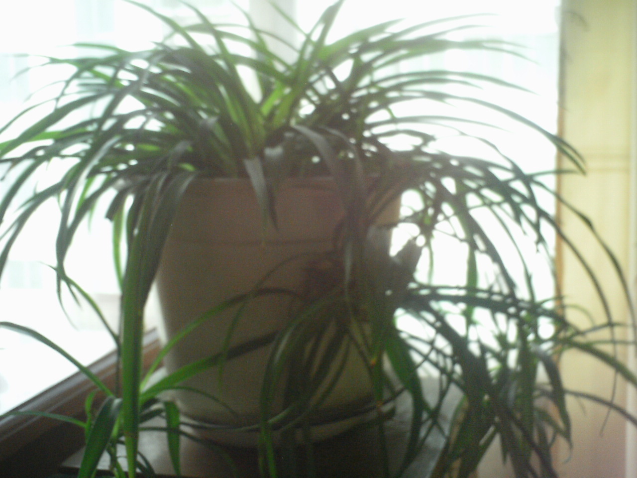 PICT0007.JPG
