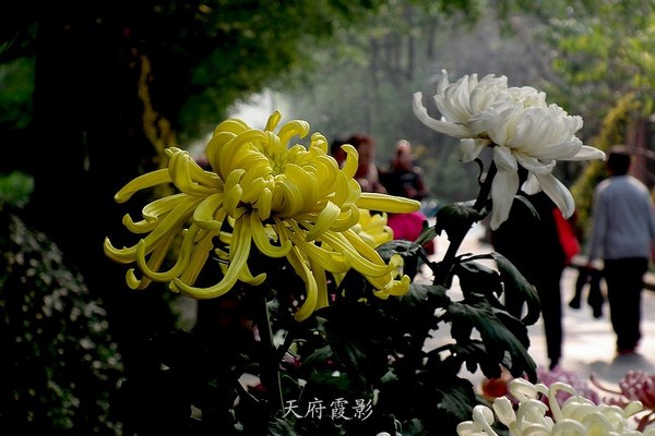 nEO_IMG_2013.10.25¾ 1262.jpg