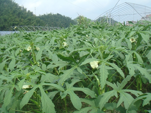 西充县引种"植物伟哥"黄秋葵喜获丰收!