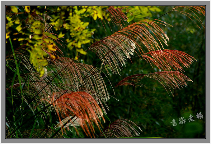 DSC_0091.JPG