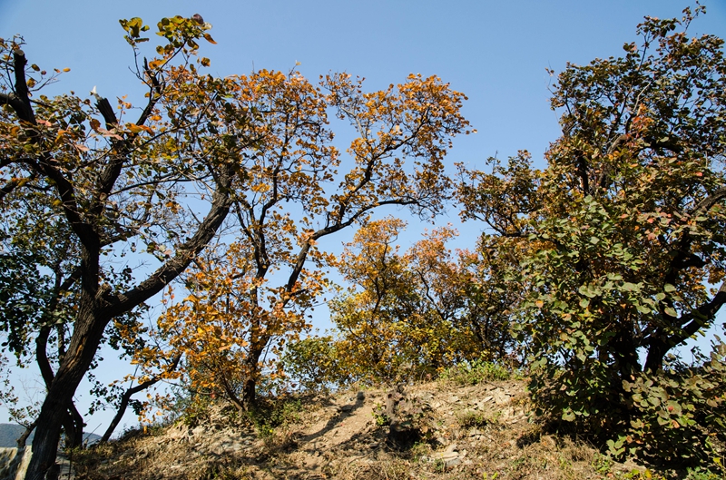 DSC_8526.jpg