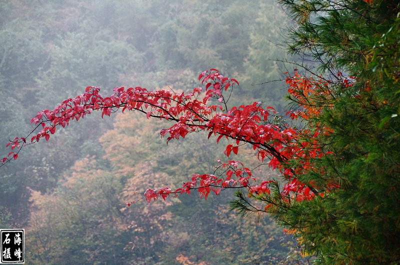 DSC_3635_С.jpg