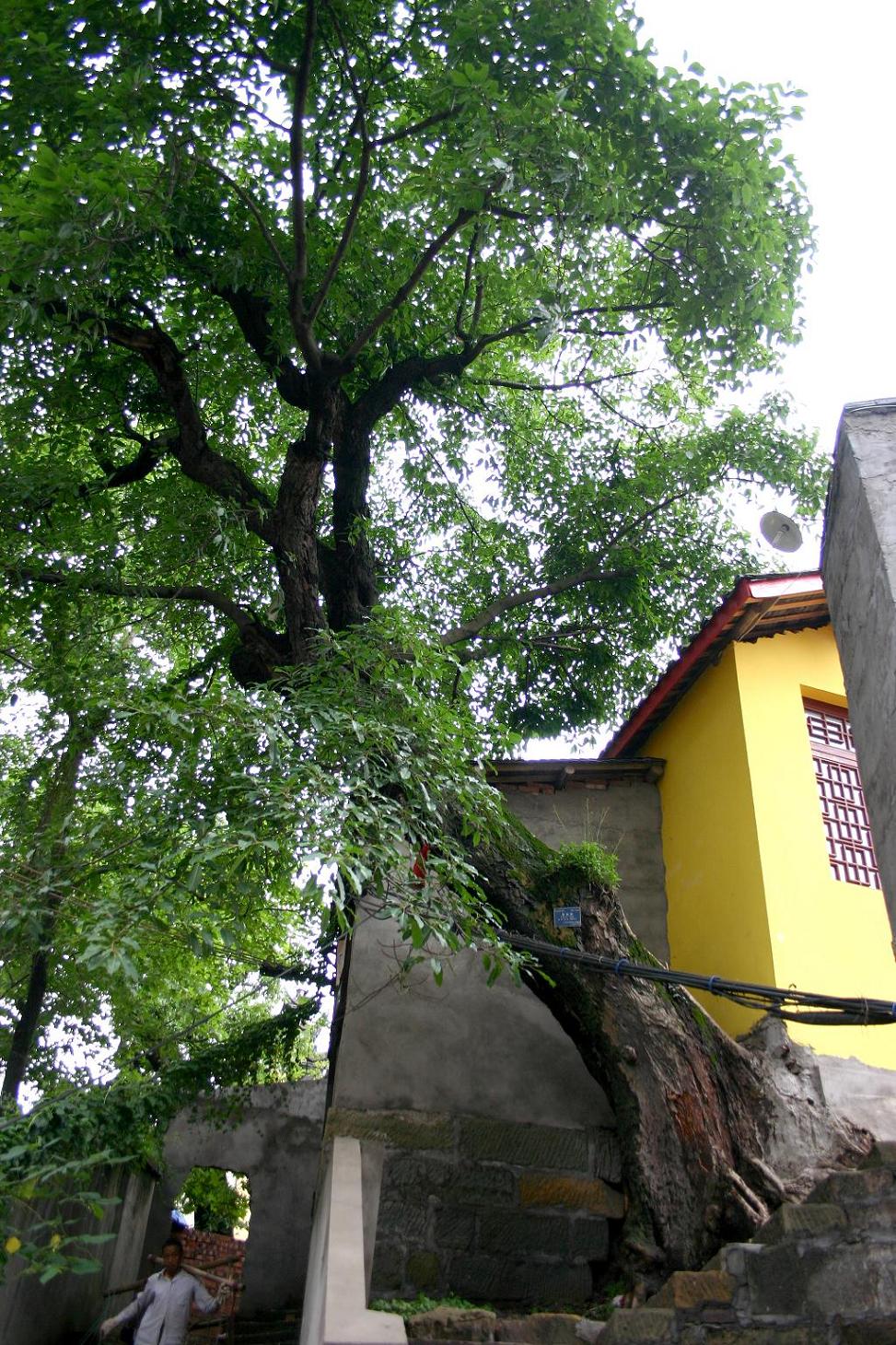 ¹IMG_9053.JPG