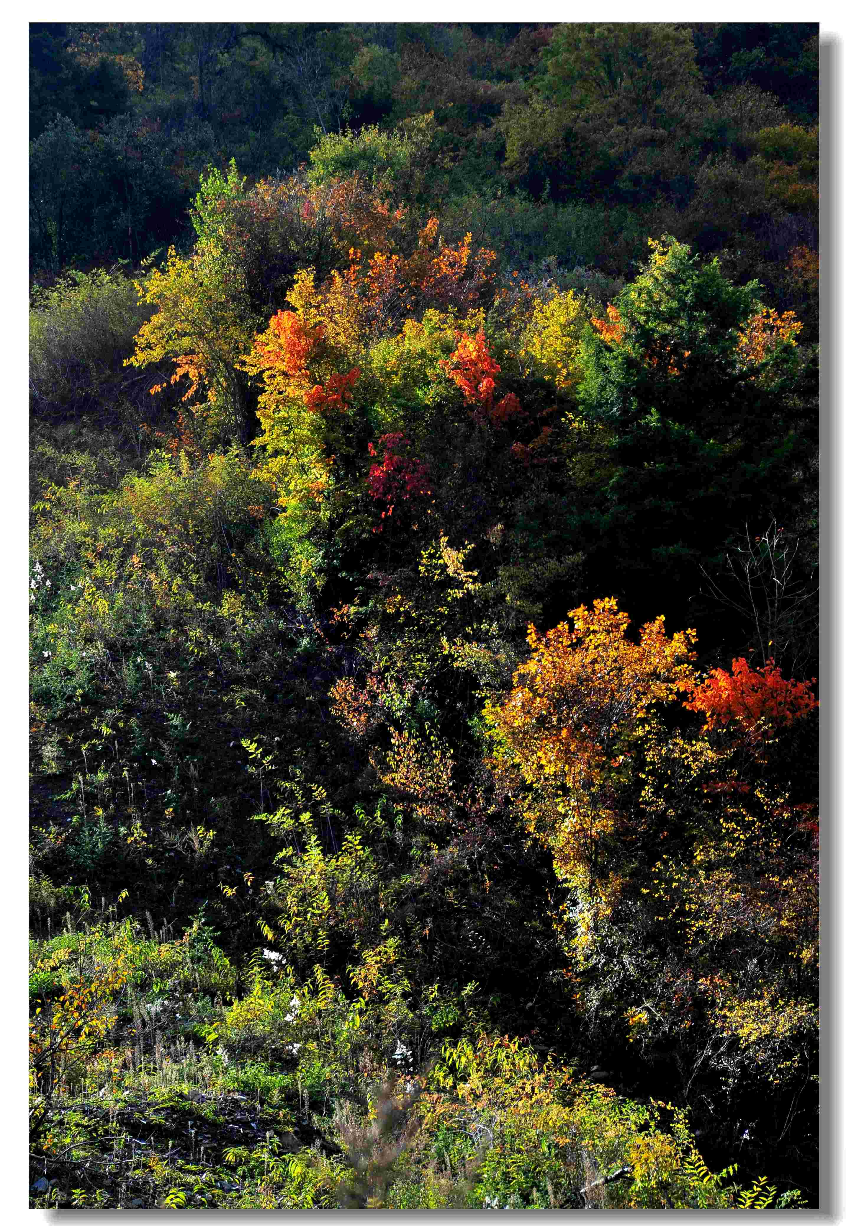 DSC_0771.jpg