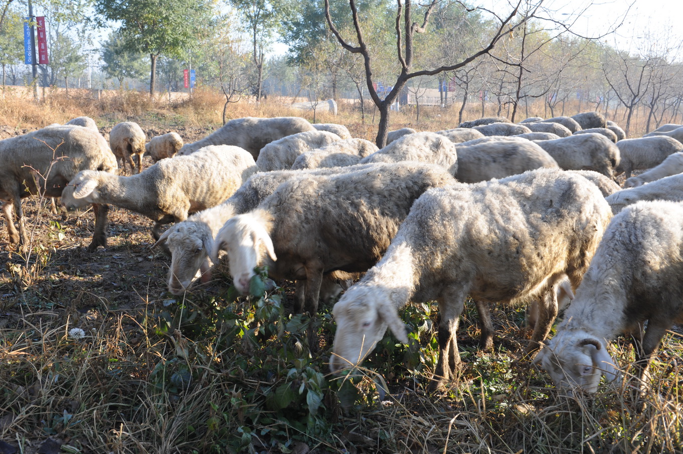 早上去苞谷地,发现一百只羊奔腾而过.