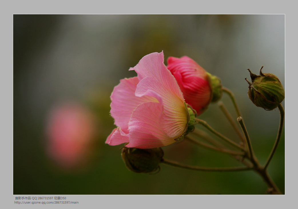 DSC_0529.jpg