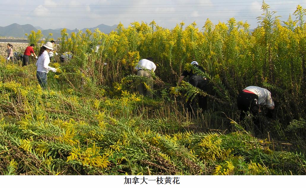 一枝黄花泡脚图片