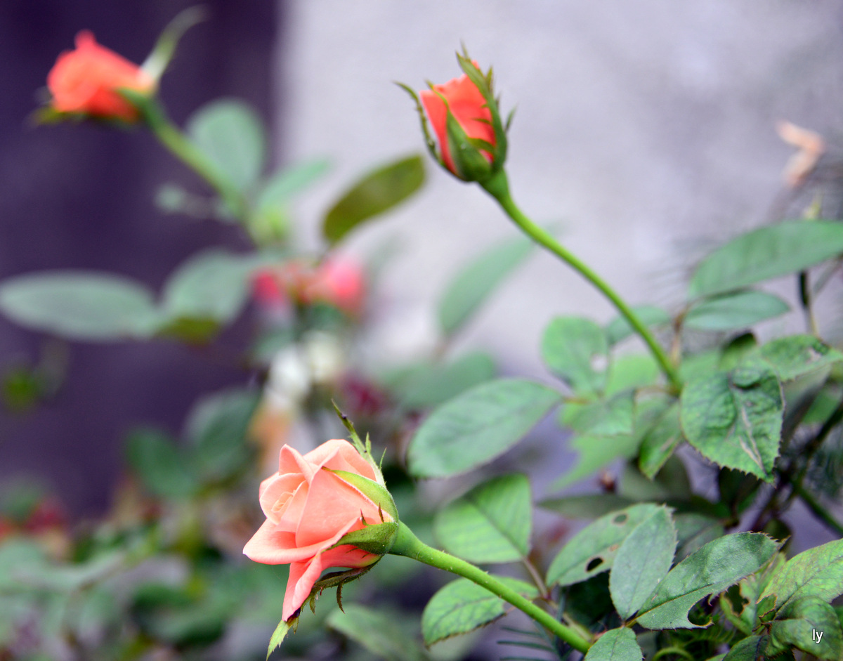 DSC_5371.JPG