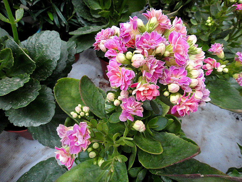 DSC02054_.jpg