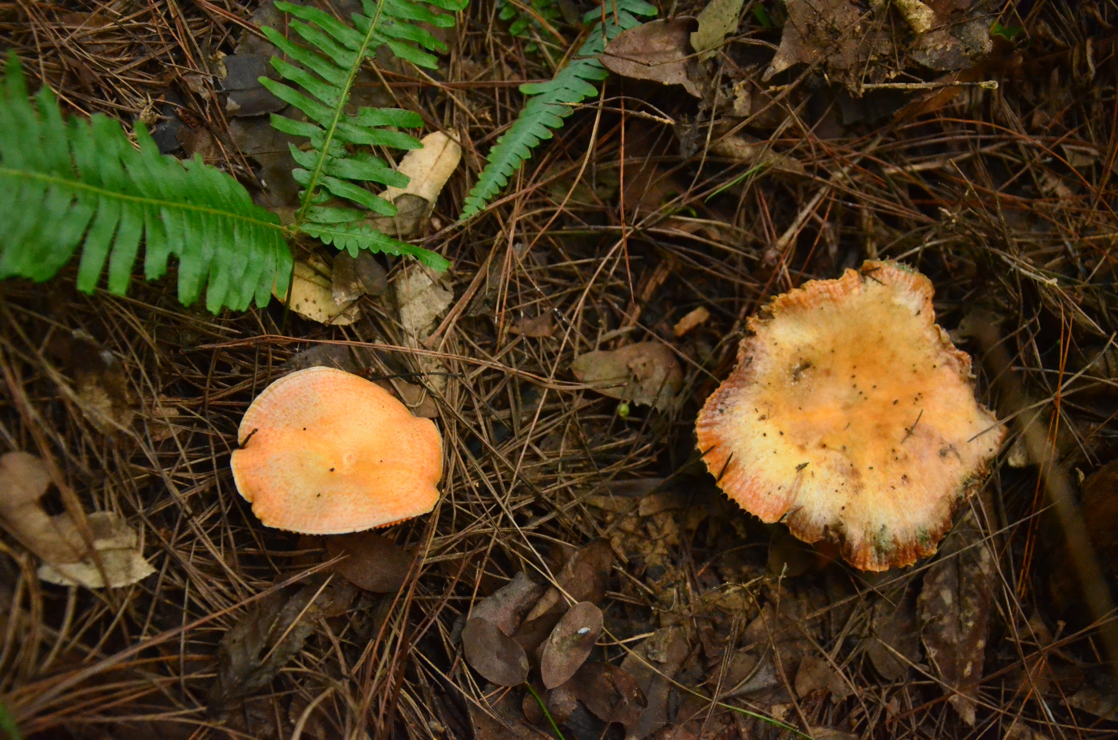 DSC_1810.JPG