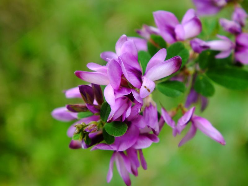 DSCF0036_.jpg