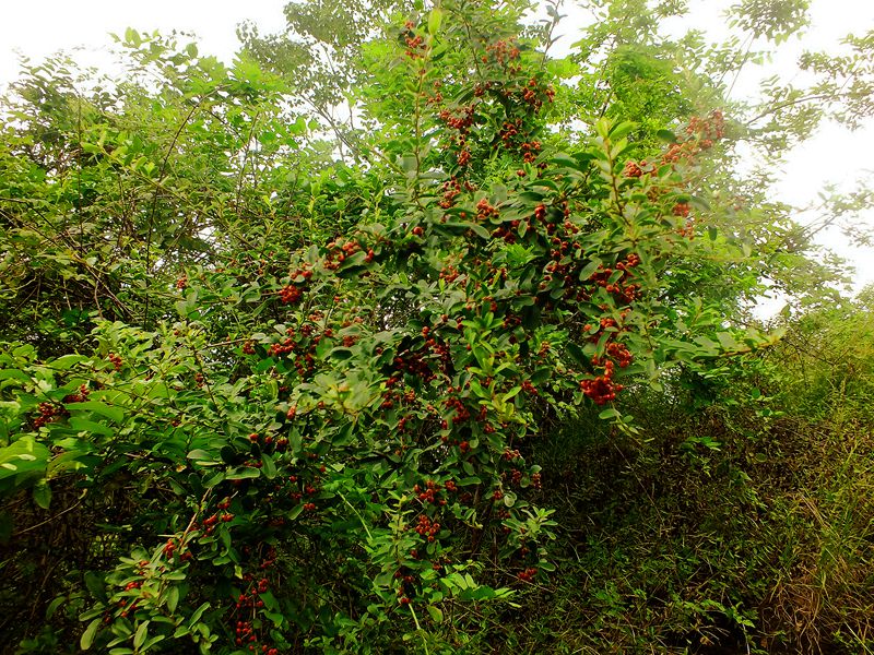 DSCF0075_.jpg