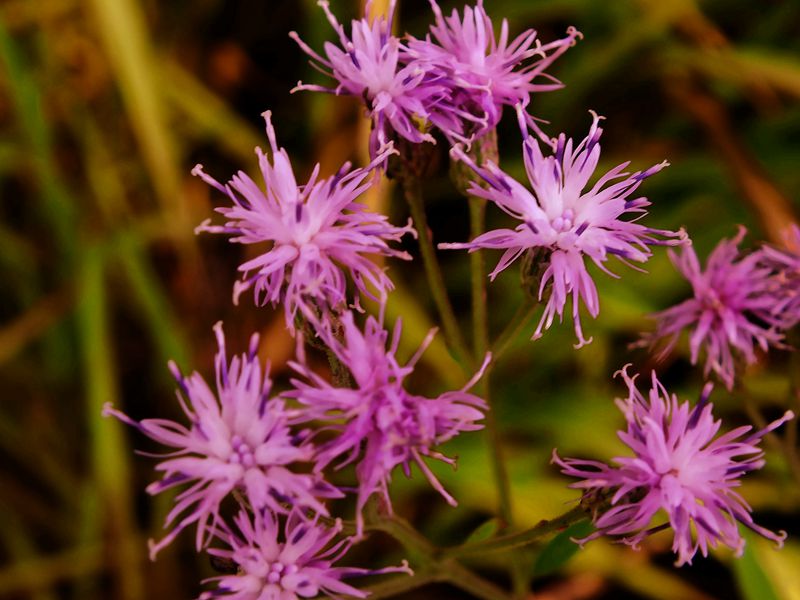 DSCF0162_.jpg