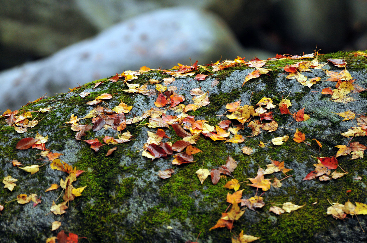 DSC_6135.jpg