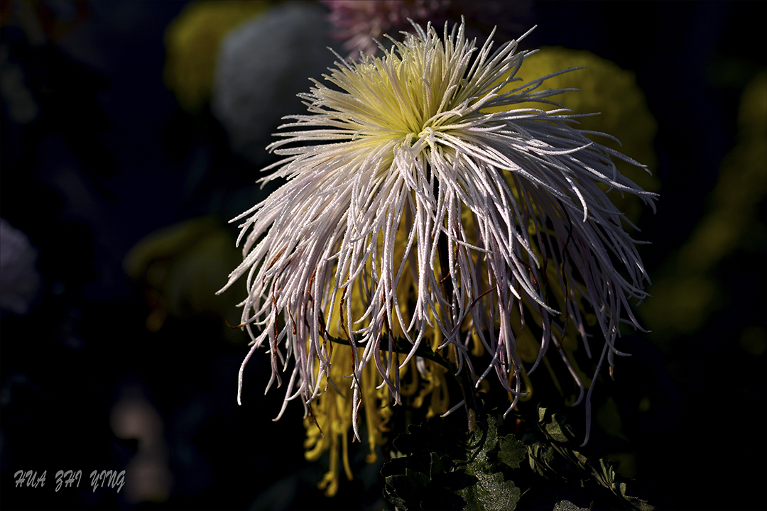 DSC_3561.jpg