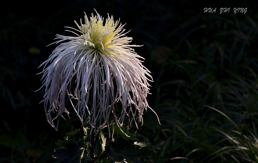DSC_3580.jpg