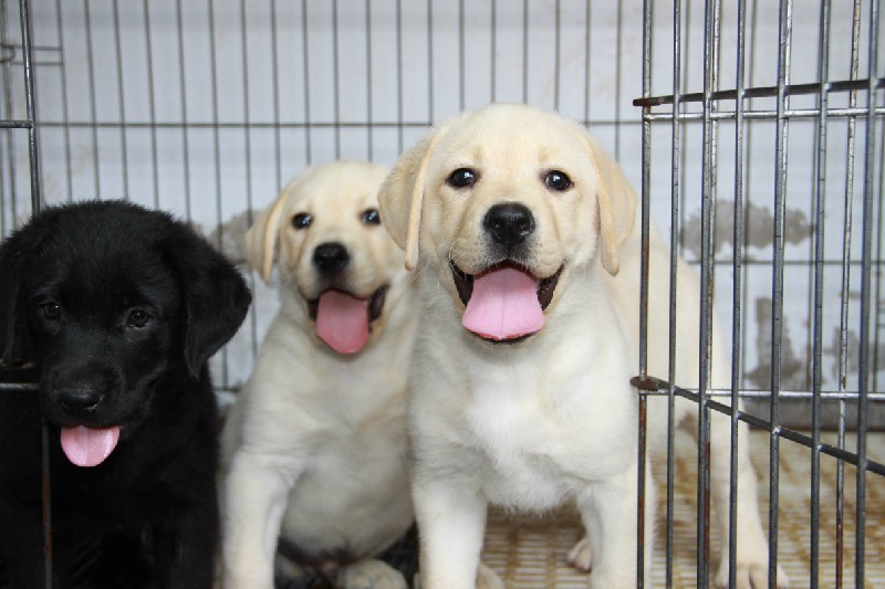 今生才能遇见它,拉布拉多犬 出售绝对双百纯种拉布拉多 纯血统 高品质