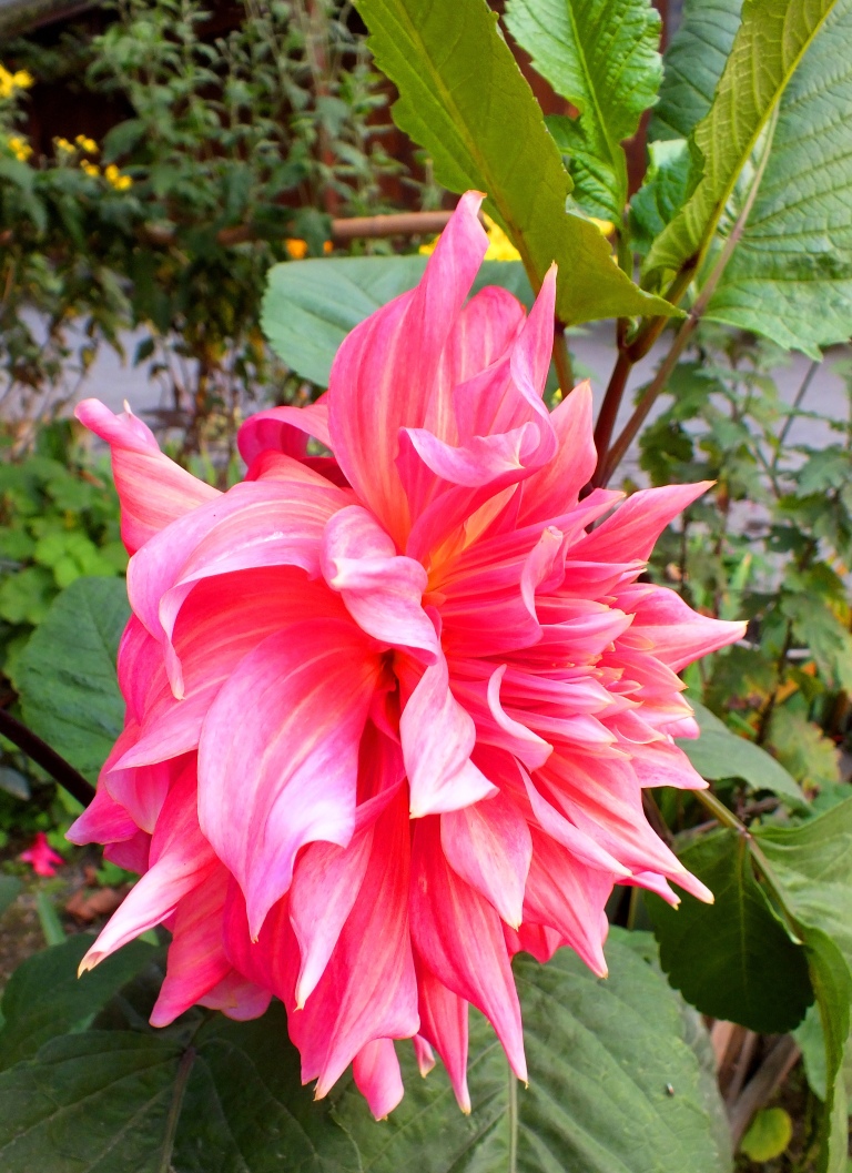 DSCF1606.JPG