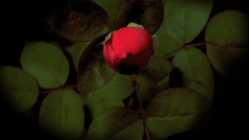 6345d84ejw1ds51k9mt5cg.gif