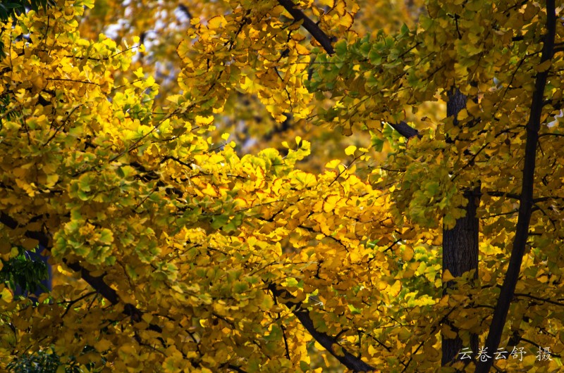 conew_dsc_9156.jpg