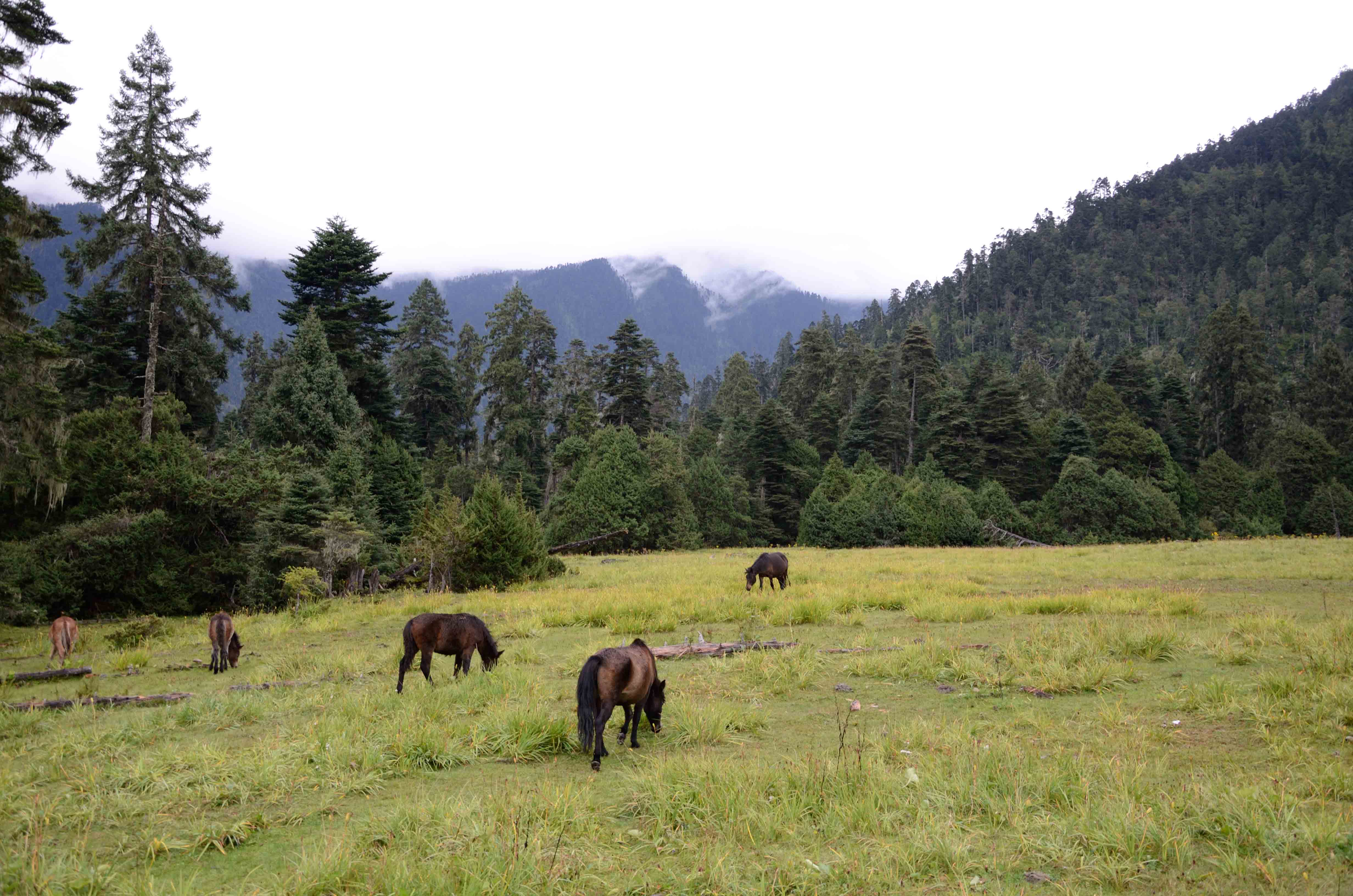 DSC_0787.jpg