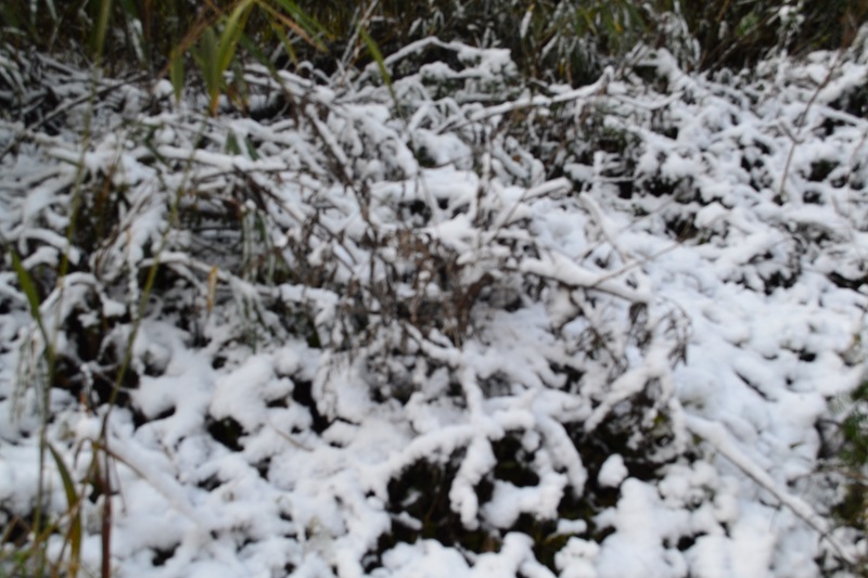 DSC_0009.JPG