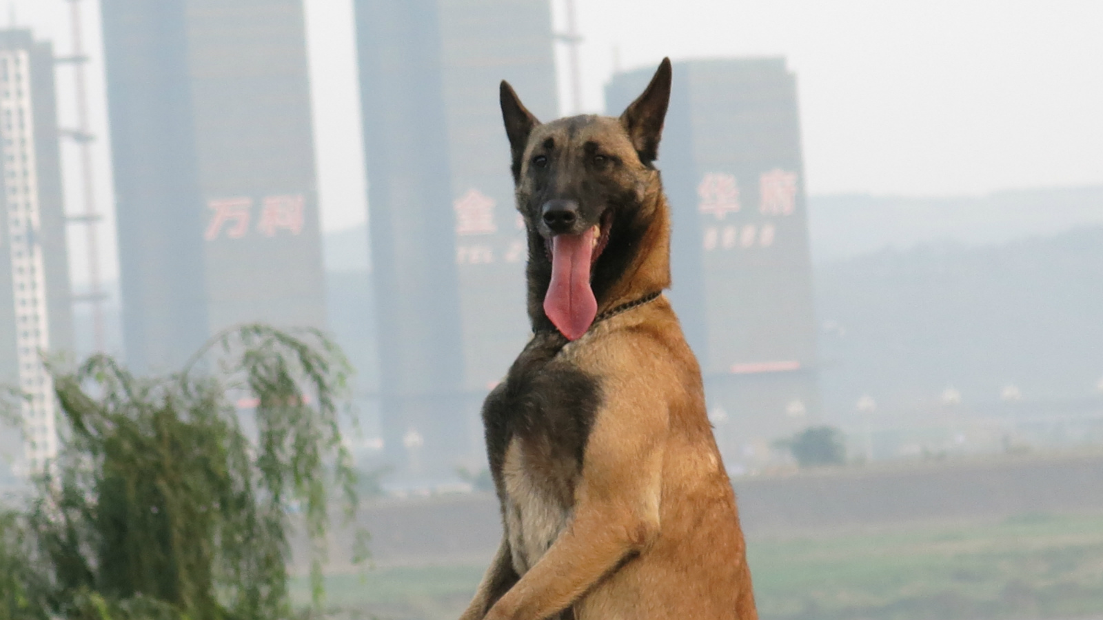 马犬(图组)