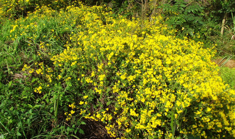 DSCF8384.JPG