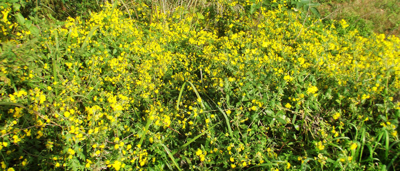 DSCF8386.JPG