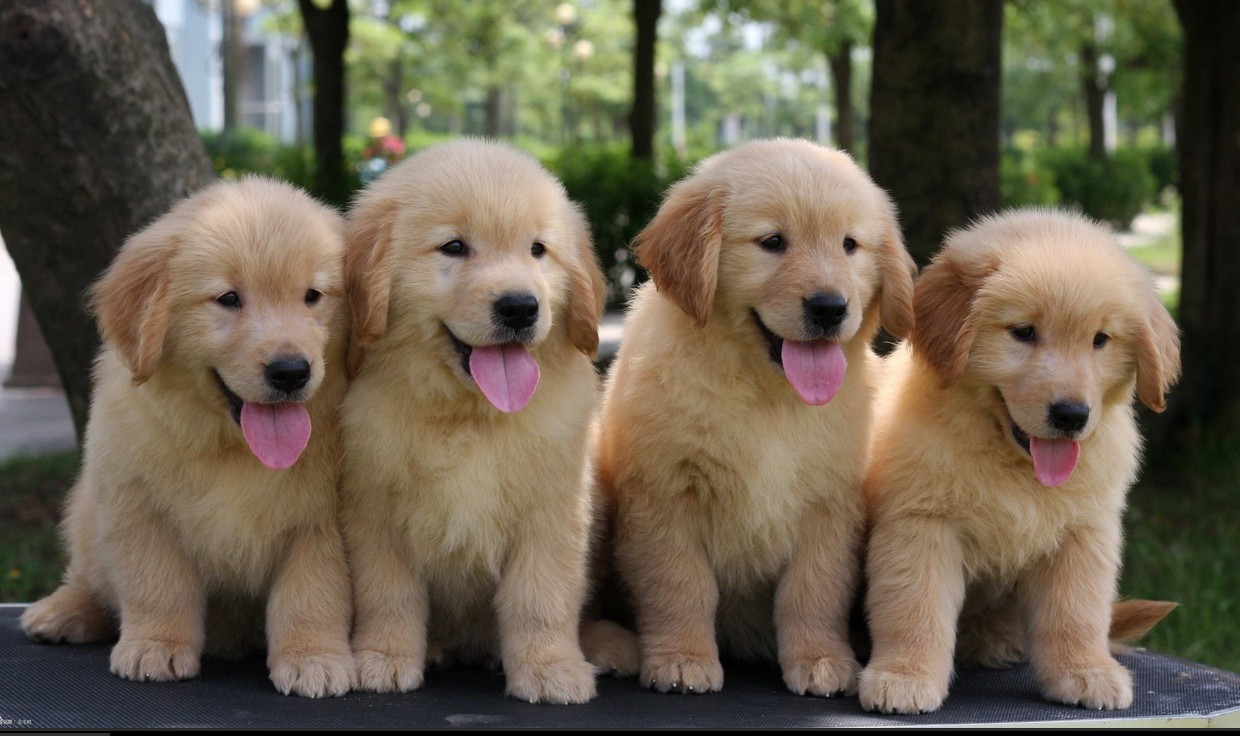 《《《成都大型养狗基地》》》枫叶系金毛 大头宽嘴 活泼可爱