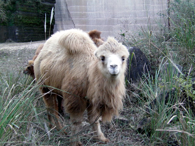 AMBA0167.JPG