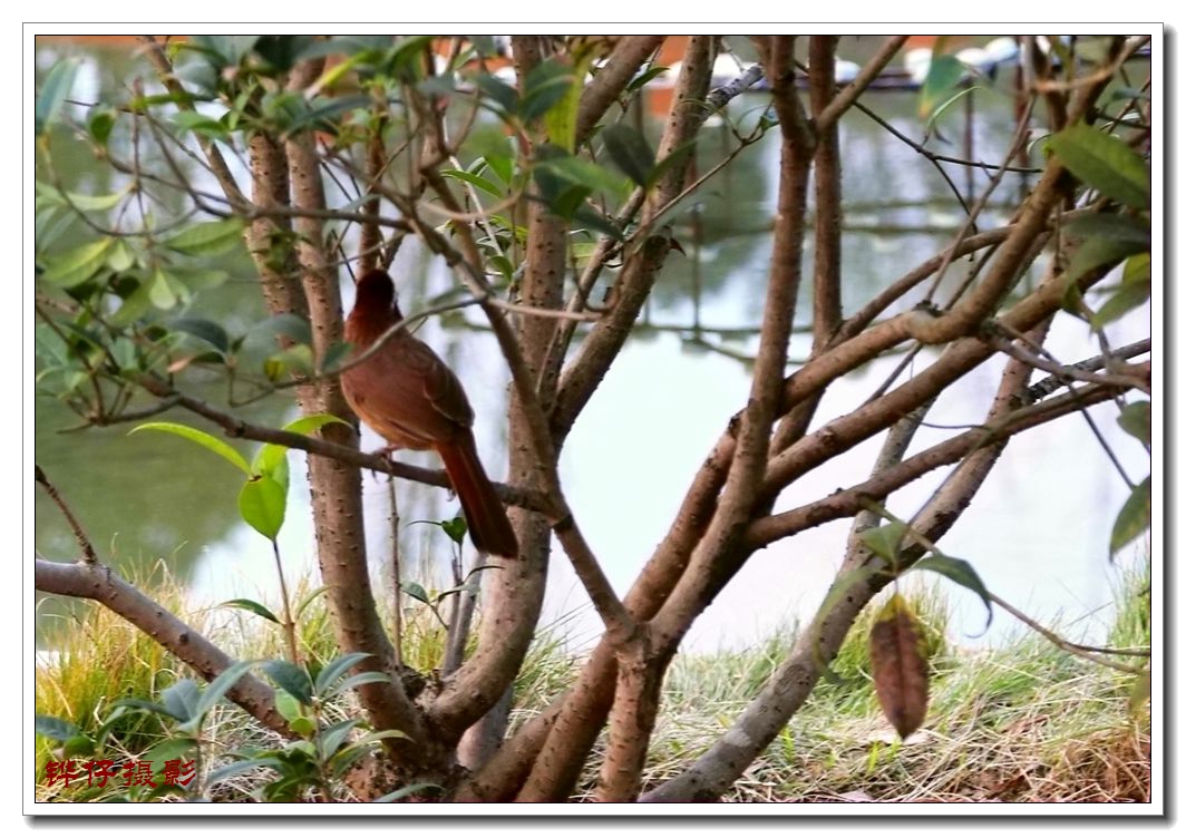 桂博园雀儿-麻辣摄影-麻辣社区 四川第一网络社区 你的言论 影响四川